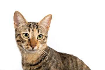 A domestic cat looking at the camera. Figure of a cat on an isolated background of white color.