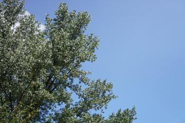 blue autumn sky and trees