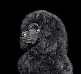 Funny puppy of toy black poodle