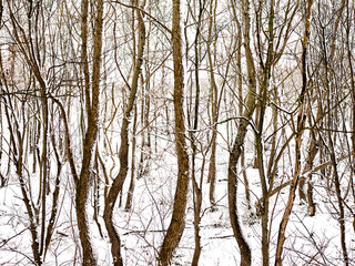 Trees covered with snow in Westduinpark during wintertime. The Hague, Netherlands