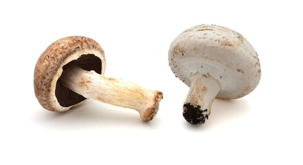 Deux champignons de Paris blanc et marron côte à côte isolés sur fond blanc