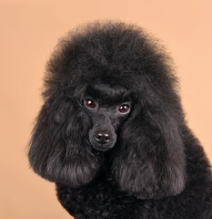 Portrait of black poodle