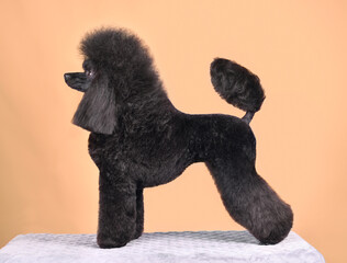 Standing beautiful black poodle
