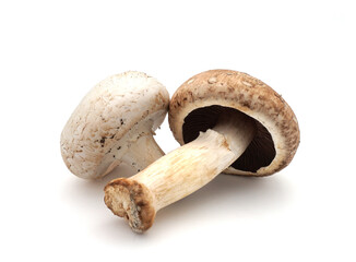 Deux champignons de Paris blanc et marron isolés sur fond blanc