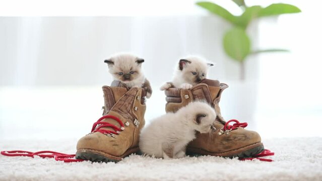 Ragdoll kittens playing with old boots with red laces at home. Cute small kitty cats climbing on brown shoes in room with daylight