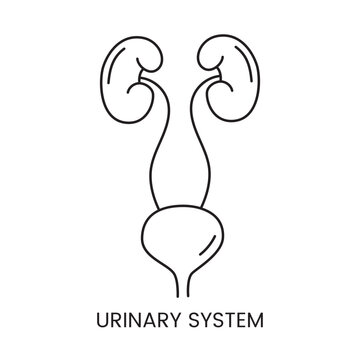 The human urinary system is an icon of a line in a vector, an anatomical illustration of an internal organ.