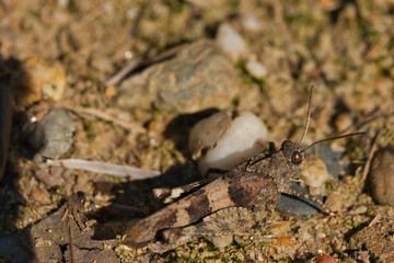 brown grasshopper , Chorthippus brunneus, macro photo