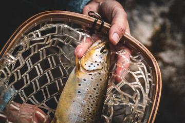  Fish caught while fly fishing in nature