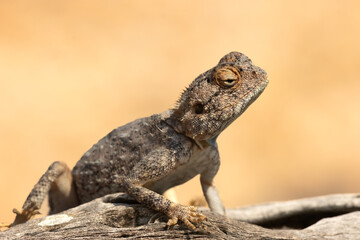 agama on a tree branch in the african plains