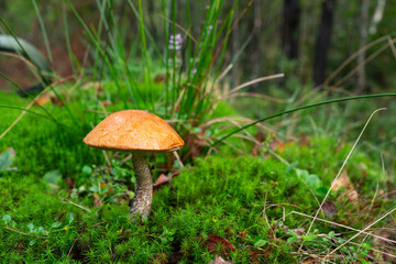 Leccinum aurantiacum or rough-stemmed bolete mushroom. Wild mushroom growing in the forest, Ukraine.