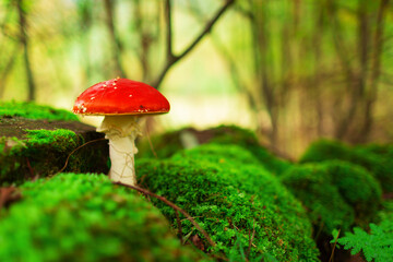 Fly agaric or fly amanita mushroom (Amanita muscaria). Muscimol mushroom. Wild mushroom growing in forest. Ukraine.