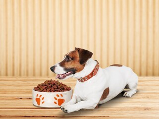 Cute domestic dog with a bowl of food.