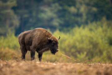 European bison - Bison bonasus in Knyszyn Forest