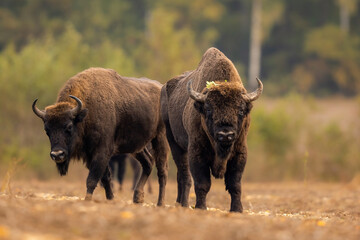 Europese bizon - Bison bonasus in Knyszyn Forest