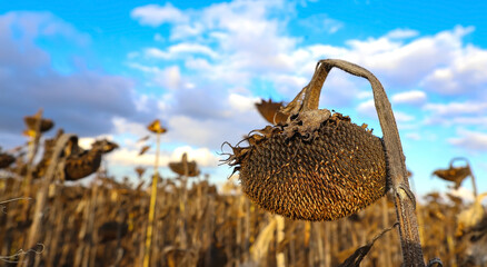 Dried ripe sunflowers in a sunflower field in anticipation of harvest, field crops and a beautiful saturated sky. The concept of a good harvest