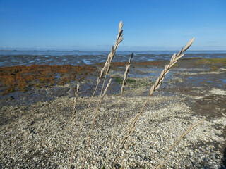 grass on the beach