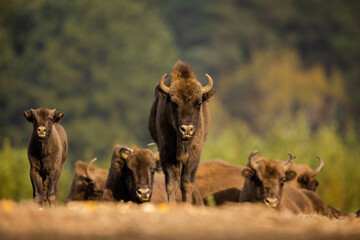 Fototapeta na wymiar European bison - Bison bonasus in Knyszyn Forest