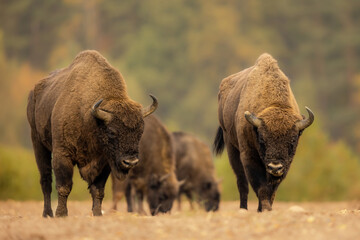Bison d& 39 Europe - Bison bonasus dans la forêt de Knyszyn