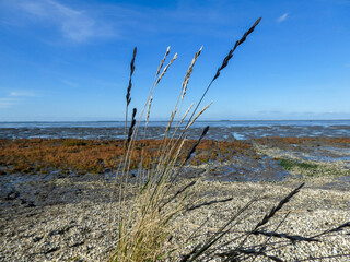 dry grass on the beach, wadden sea by Hilgenriedersiel 
