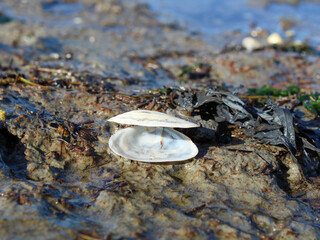 shell on the beach