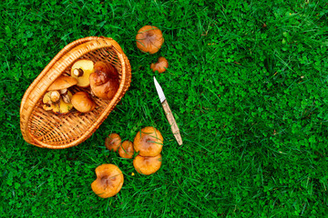 group of Suillus mushrooms growing in forest. Wild mushroom growing in forest. Ukraine.