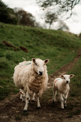 sheep and lamb