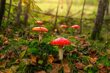 Fly agaric or fly amanita mushroom (Amanita muscaria). Muscimol mushroom. Wild mushroom growing in forest. Ukraine.