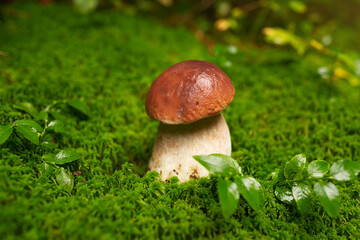 porcini mushroom, Boletus mushroom, ceps growing in forest. Wild mushroom growing in forest. Ukraine.