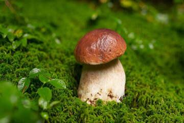 porcini mushroom, Boletus mushroom, ceps growing in forest. Wild mushroom growing in forest. Ukraine.