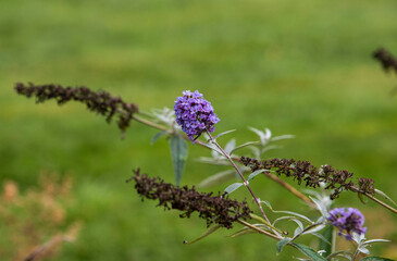 flowers in the field
