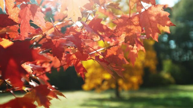 Super slow motion of autumn maple leaves outdoors. Filmed on high speed cinema camera, 1000 fps.