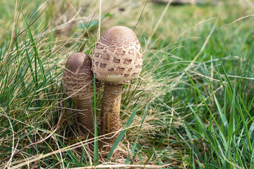 Macrolepiota procera, parasol mushroom. Wild mushroom growing in forest. Ukraine.