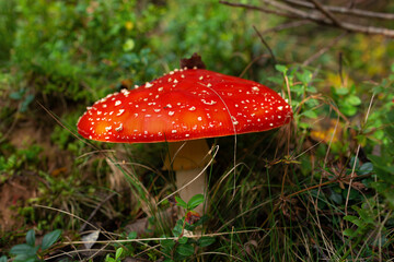 Fly agaric or fly amanita mushroom (Amanita muscaria). Muscimol mushroom. Wild mushroom growing in...