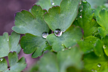 A light drop of water after rain on the green leaves of flowers. A drop of water close-up in the garden.