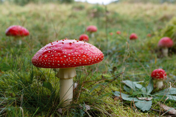 Fly agaric or fly amanita mushroom (Amanita muscaria). Muscimol mushroom. Wild mushroom growing in forest. Ukraine.