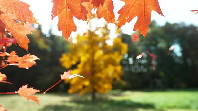 Super slow motion of falling autumn maple leaves outdoors. Filmed on high speed cinema camera, 1000 fps.