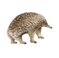 echidna watercolor illustration isolated on white background. Australian animals. Close-up. Template Clip art.