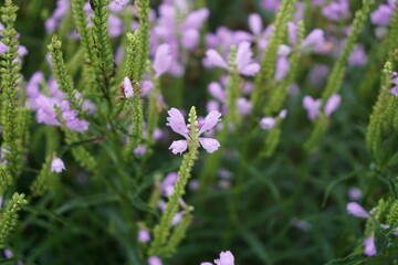 Physostegia blooming beautifully in autumn