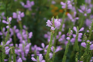 Physostegia blooming beautifully in autumn