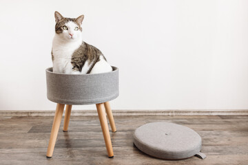 Domestic cat sits in trendy gray storage stool. White wall copy space
