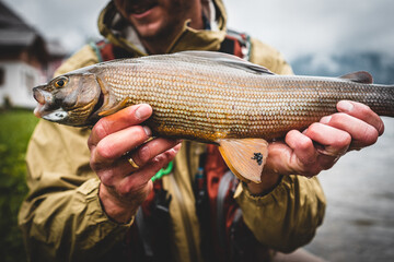 Portrait of a grayling fly fishing	
