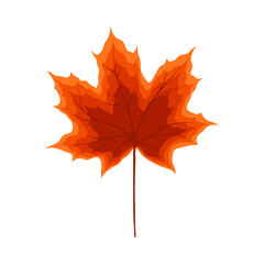 Fototapeta premium Maple Autumn Leaf