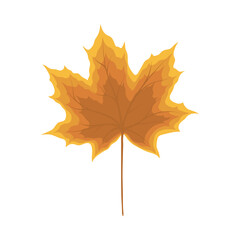 Maple Autumn Leaf