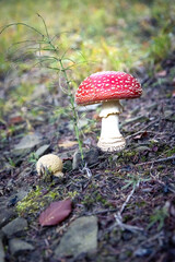 Czerwony muchomor w lesie © Rafal Kot