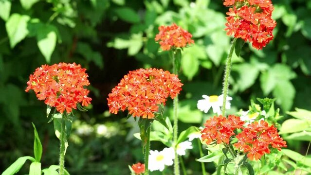 Silene chalcedonica or Lychnis chalcedonica, Maltese-cross or scarlet lychnis, flowering plant in family Caryophyllaceae. Other common names include flower of Bristol, Jerusalem cross and nonesuch.