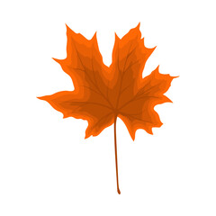 Maple Autumn Leaf