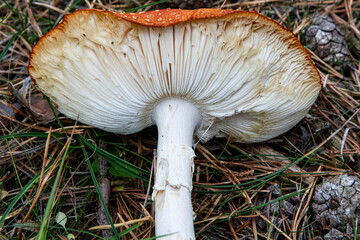 mushrooms in the grass