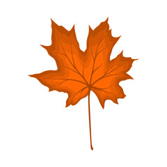 Fototapeta premium Maple Autumn Leaf