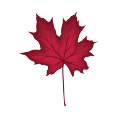 Naklejka premium Maple Autumn Leaf