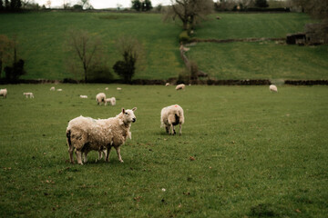 Obraz premium sheep in the field